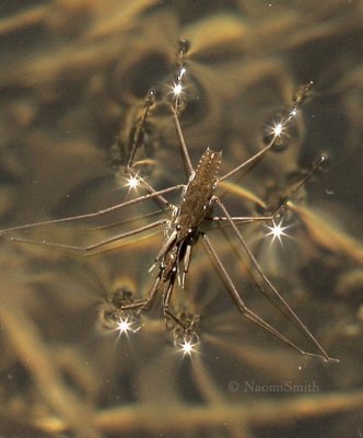 Common Water Striders - Gerris remigis  mating AP9 #1253