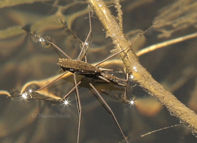 Common Water Striders - Gerris remigis  mating AP9 #1265