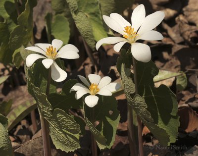 Bloodroot - Sanguinaria canadensis AP9 #1301