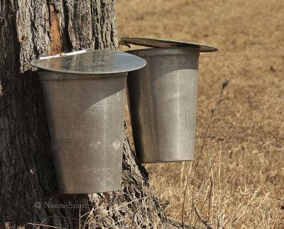 Collecting Maple Sap - Old method,  Northumberland County MR9 #9217