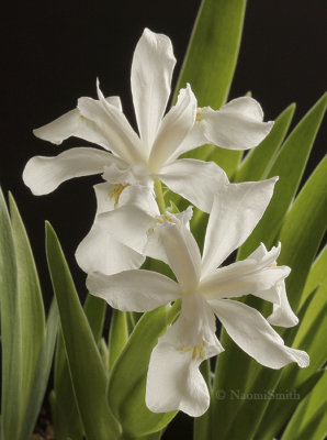 Iris cristata alba AP9 #0898