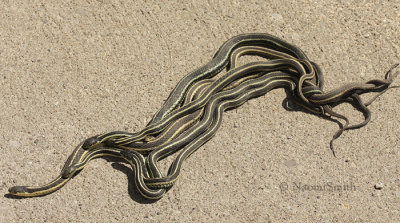 Garter Snakes mating AP9 0707