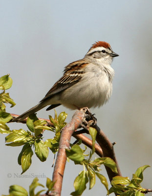 Chipping Sparrow - Spizella passerina MY9 #8938