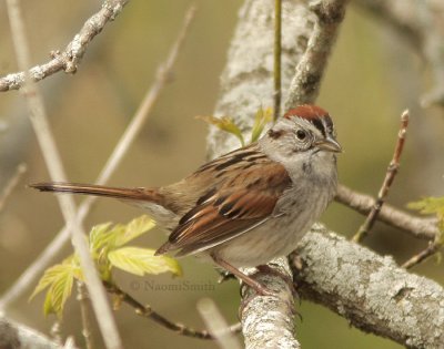 Swamp Sparrow - Melospiza georgiano MY9 #2424