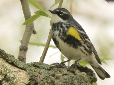 Yellow-rumped Warbler - Dendroica coronata  MY9 #2610