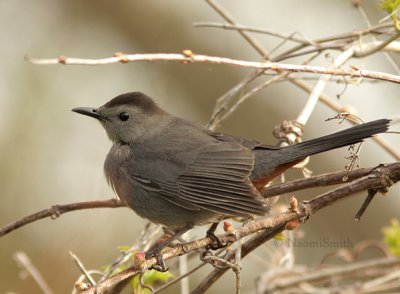 Gray Catbird - Dumetella carolinensis MY9 #2585