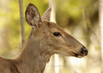 White-tailed Deer Portrait MY9 #2741