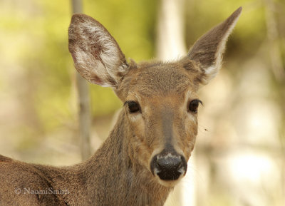 White-tailed Deer Portrait MY9 #2742