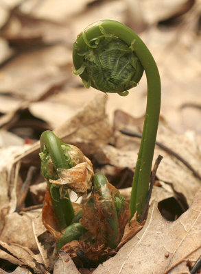 Ostrich Fern-Fiddleheads MY9 #8819