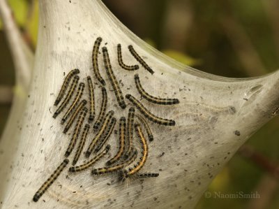 Eastern Tent Caterpillars - Malacosoma americanum  MY9 #9182