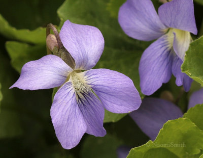 Common Blue Violet - Viola sororia MY9 #9222