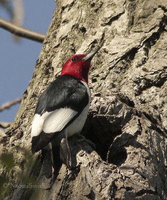 Red-headed Woodpecker -  Melanerpes erythrocephalus  MY9 #3424