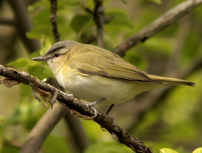 Red-eyed Vireo - Vireo olivaceus  MY9 #3120