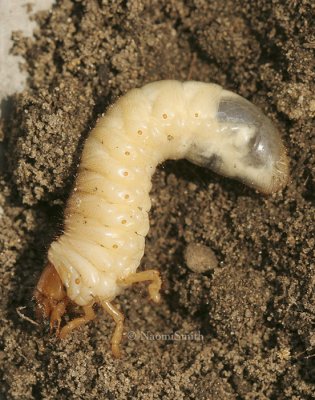 Scarabeidae sp. Larva MY9 #9035