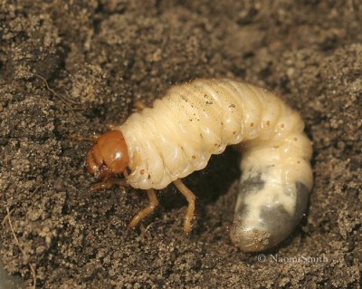Scarabeidae sp. Larva MY9 #9024