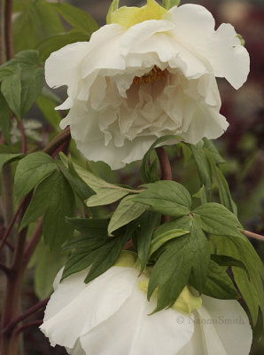 Tree Peony - Paeonia suffruticosa v Renkaku MY9 #2972