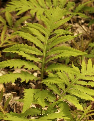 Sensitive Fern MY9 #9061