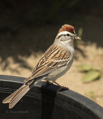 Chipping Sparrow - Spizella passerina  MY9 #3625
