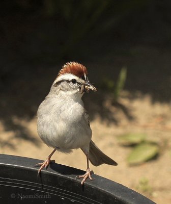 Chipping Sparrow-Spizella passerina  MY9 #3616