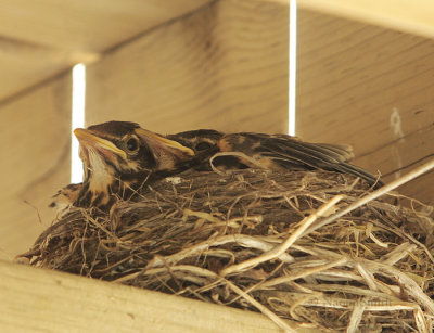 American Robin on Nest - Turdus migratorius MY9 #3581