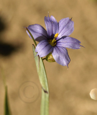 Blue-eyed Grass - Sisyrinchium augustifolium MY9 #9417