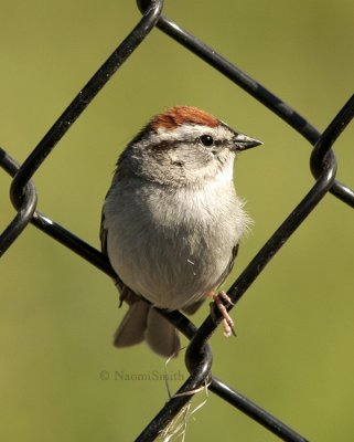 Chipping Sparrow - Spizella passerina  MY9 #3837