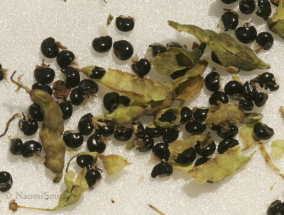 Dutchman's Breeches-Dicentra cucullaria  Seeds MY9 #9395
