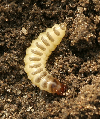 Ground Beetle Larva MY9 #9391