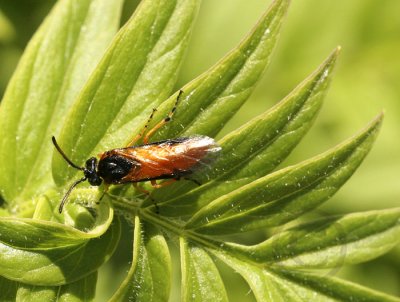 Sawfly MY9 #9436