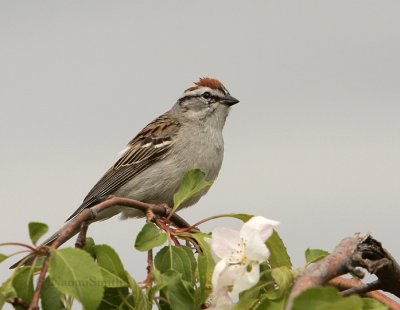 Chipping Sparrow - Spizella passerina MY9 #3705