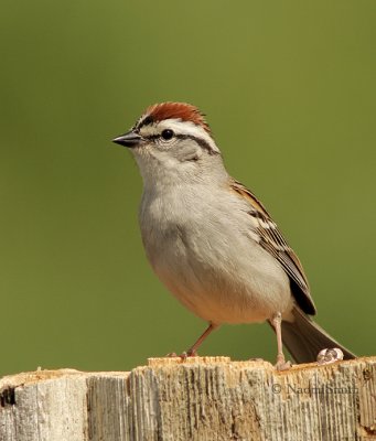 Chipping Sparrow (Spizella passerina) MY9 4532