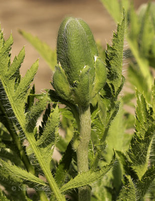 Poppy Bud MY9 #4635