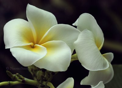 Plumeria - Montego Bay JN9 #4755