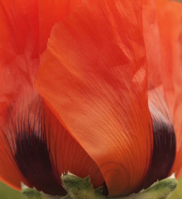 Oriental Poppy Brilliant JN9 #5495