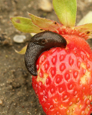 Strawberry with Slug JN9 #0379