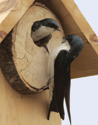Tree Swallow - Iridoprocne bicolor JN9 #5669