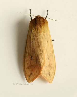 Pyrrharctia isabella - Tiger Moth JN9 #1365