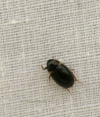 Enochrus sp. JN9 #1144