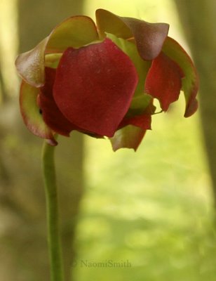 Northern Pitcher Plant - Sarracenia purpurea JN9 #0915
