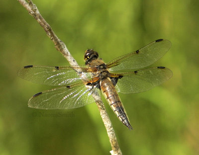 Four-spotted Skimmer - Libellula quadrimaculata   JN9 #8341