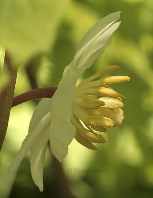 Mayapple- Podophyllum peltatum  JN9 #4972