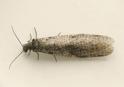 Fishfly-Chauliodes rastricornis-female  JN9 #1729