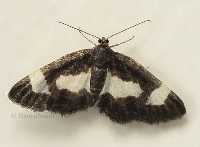 Common Spring Moth - Heliomata cycladata  JN9 #7650
