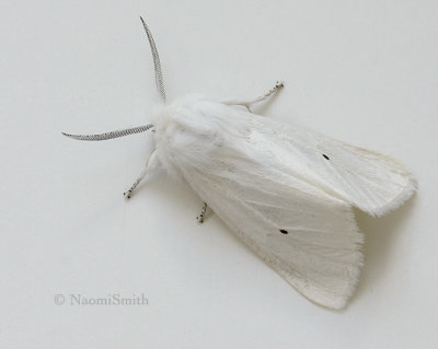 Virginia Tiger Moth Spilosoma virginica  JN9 #7728