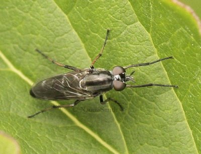 Ozodiceromyia argentata JL9 #8626