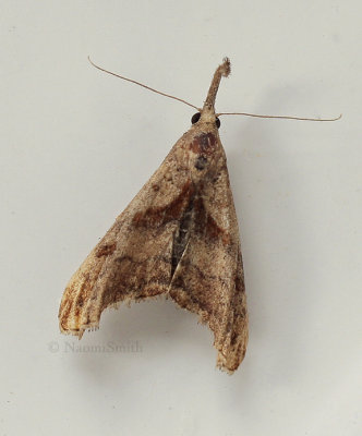 Palthis angulalis (Dark-spotted Palthis Moth) JN9 #7106