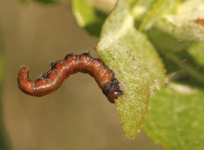 Sawfly Larva JN9 #0245