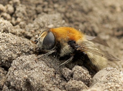 Merodon equestris - Narcissus Bulb Fly JN9 #5434