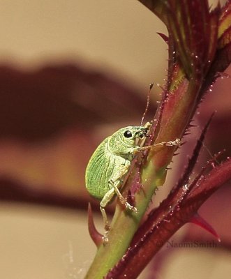 Green Immigrant - Leaf Weevil JN9 #5347