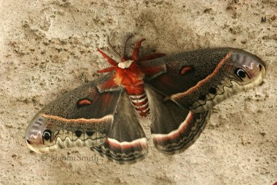 Hyalophora  Cecropia JN9 #0359